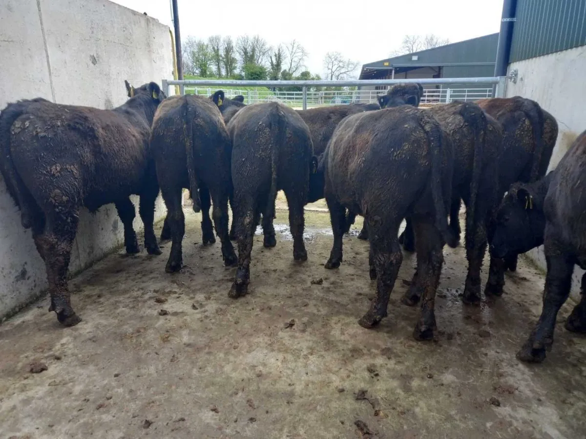 400kg Angus BLKS - Image 3