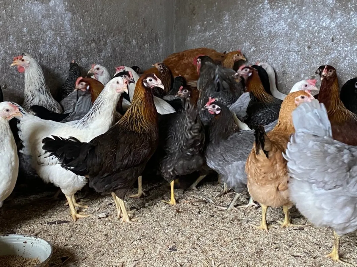 Coloured Pullets hens for sale pol chickens layers