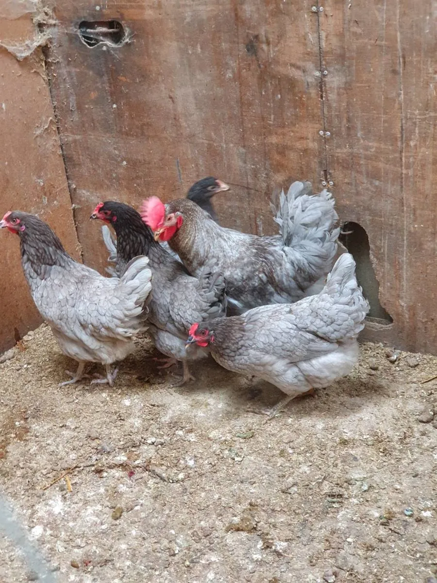 Kildare Hens/pullets, Point of lay - Image 3