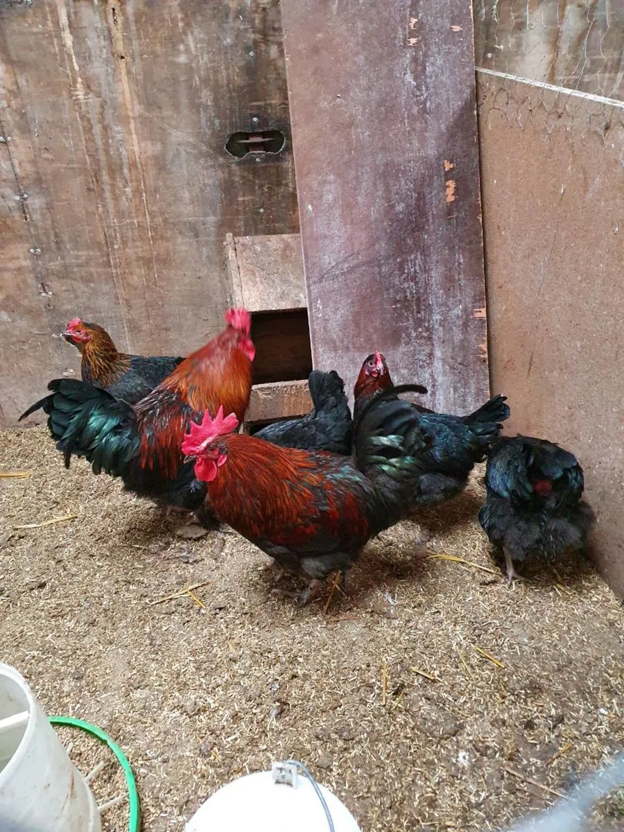 Hens available every day in kildare - Image 1