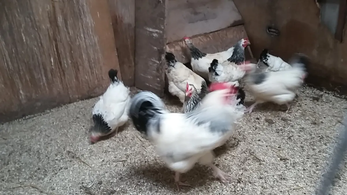 Hens/ducks/fertile eggs every day in kildare - Image 1