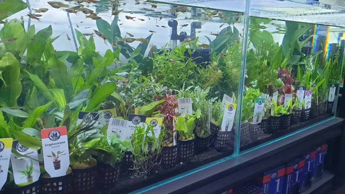 Aquarium plants in the basket - Image 1