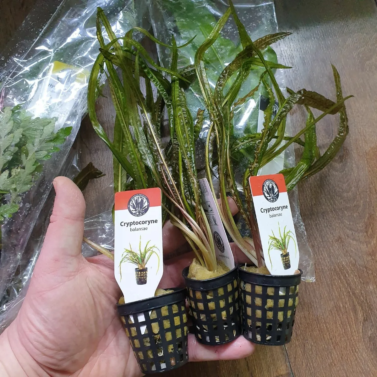 Aquarium plants in the basket - Image 4