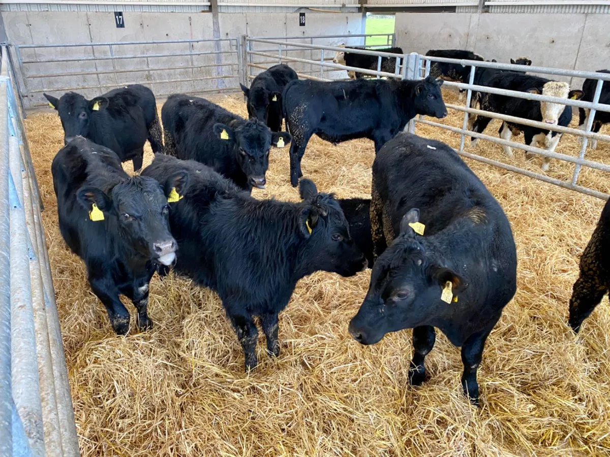 ANGUS HEIFERS - Image 1