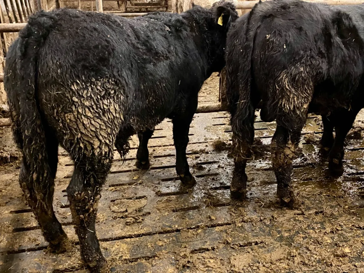 Angus Bullocks - Image 1