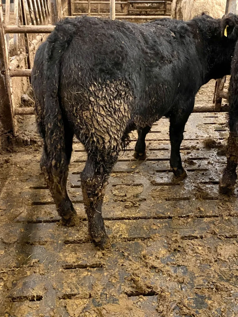 Angus Bullocks - Image 2
