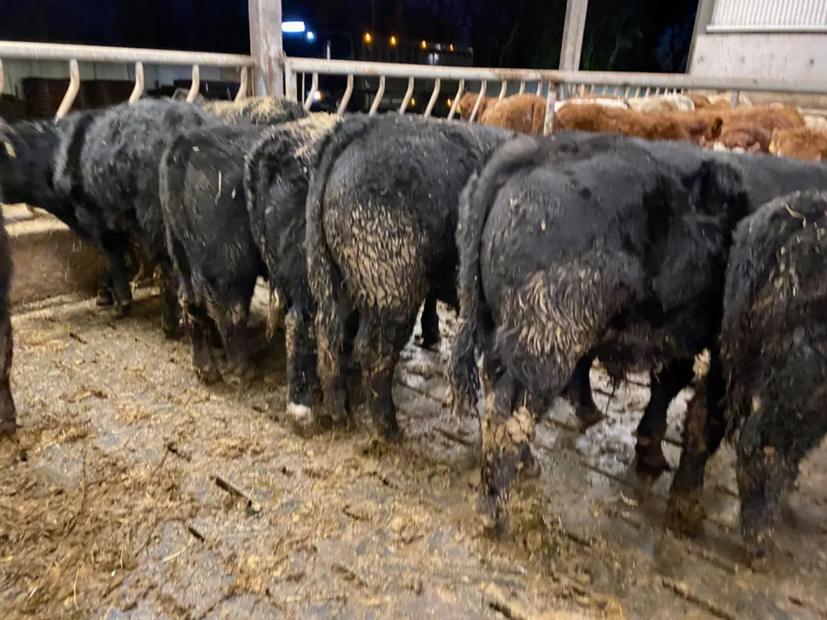 Angus Bullocks - Image 3