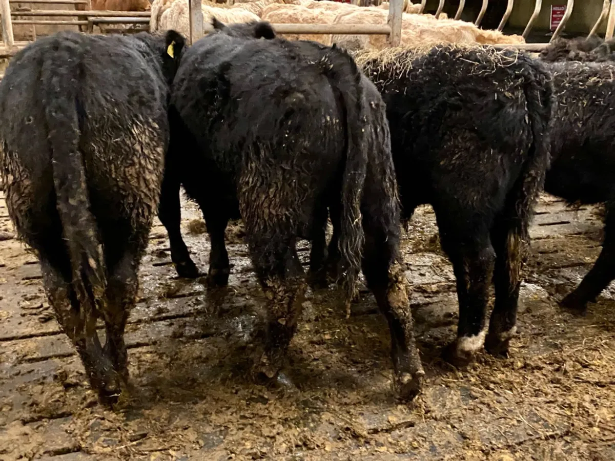 Angus Bullocks - Image 4