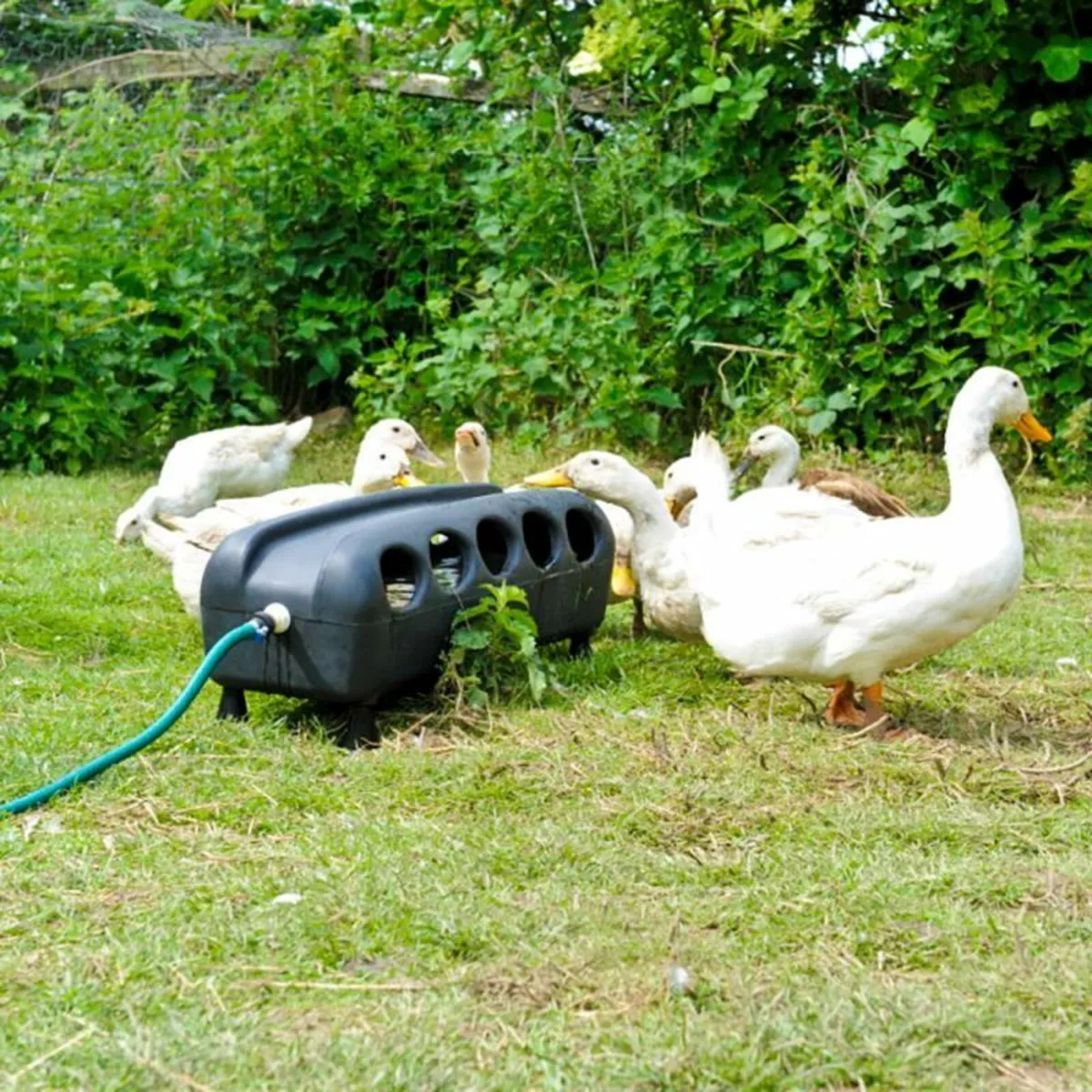 Duck & Chicken Mains Fed Automatic Drinker - Image 1