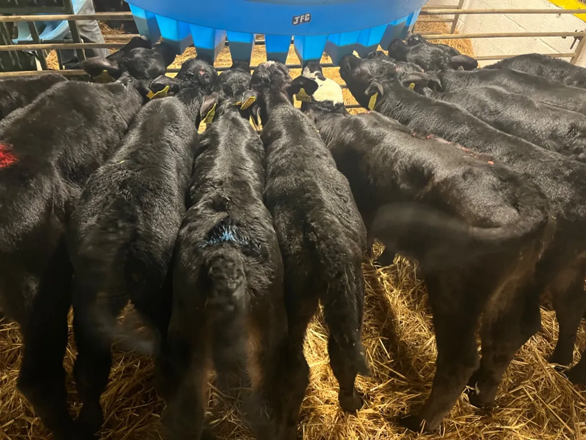 20 ANGUS HEIFER CALVES for sale in Co. Mayo for €undefined on DoneDeal