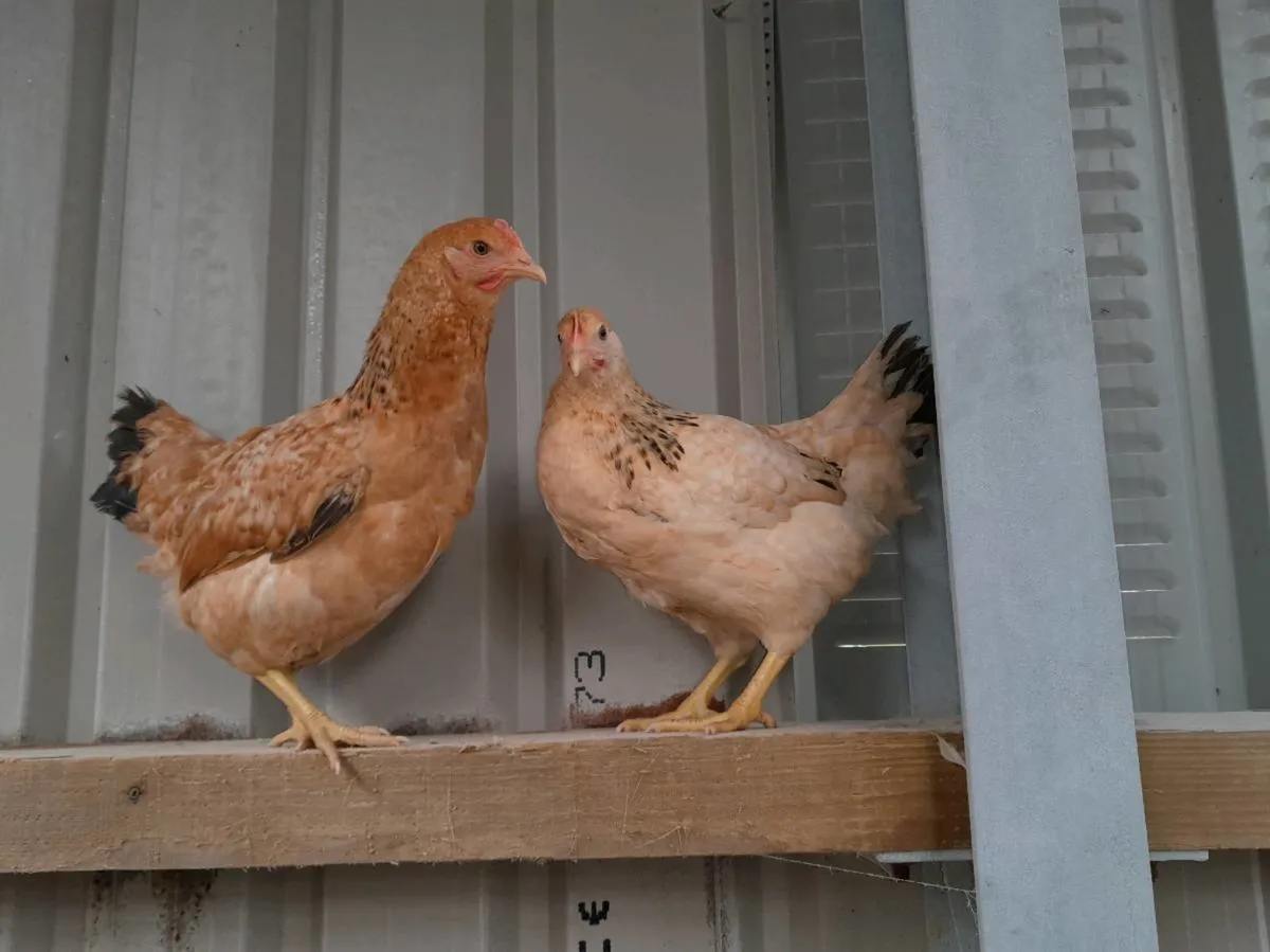 Poultry - Image 1