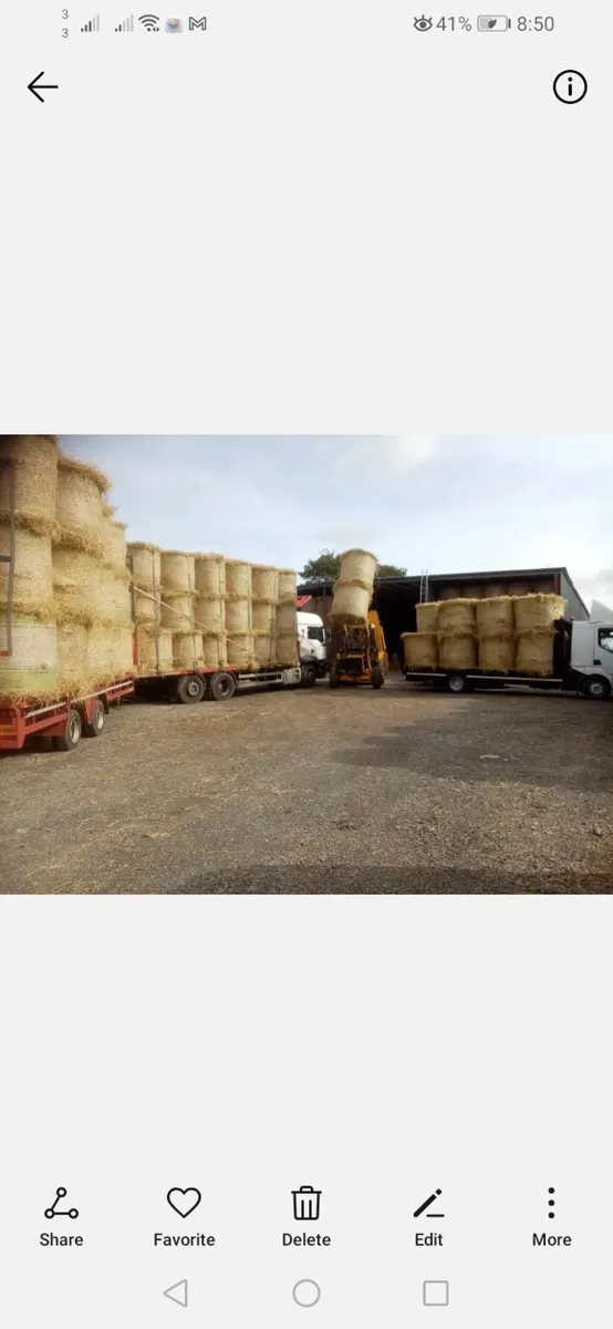 straw & hay x yard or delivered - Image 2
