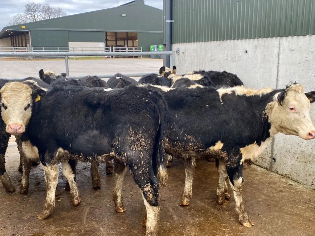 Super Hereford Heifers - Image 1