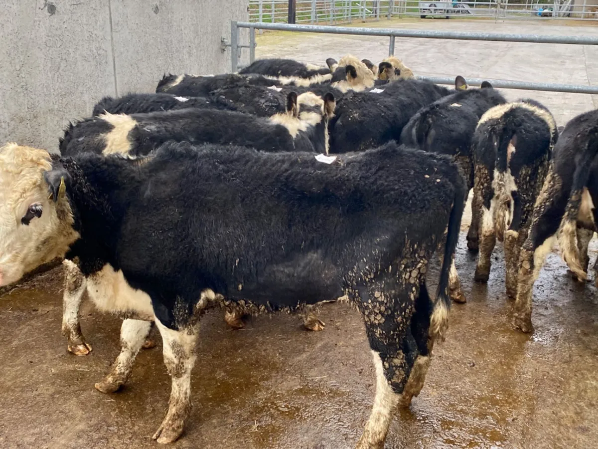 Super Hereford Heifers - Image 2