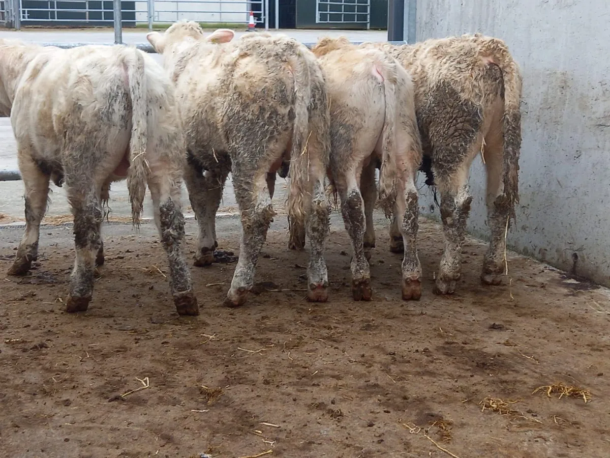 Charolais Bullocks - Image 1