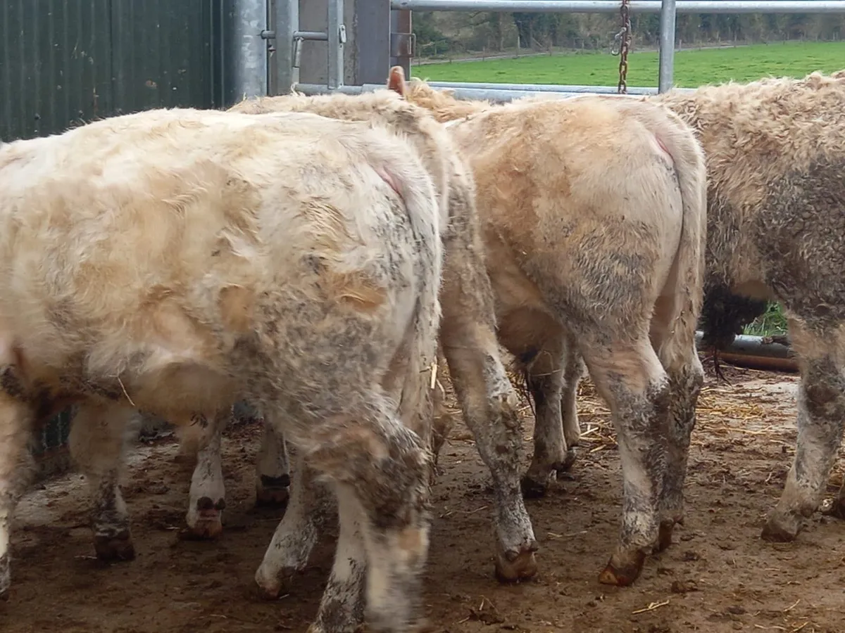 Charolais Bullocks - Image 2