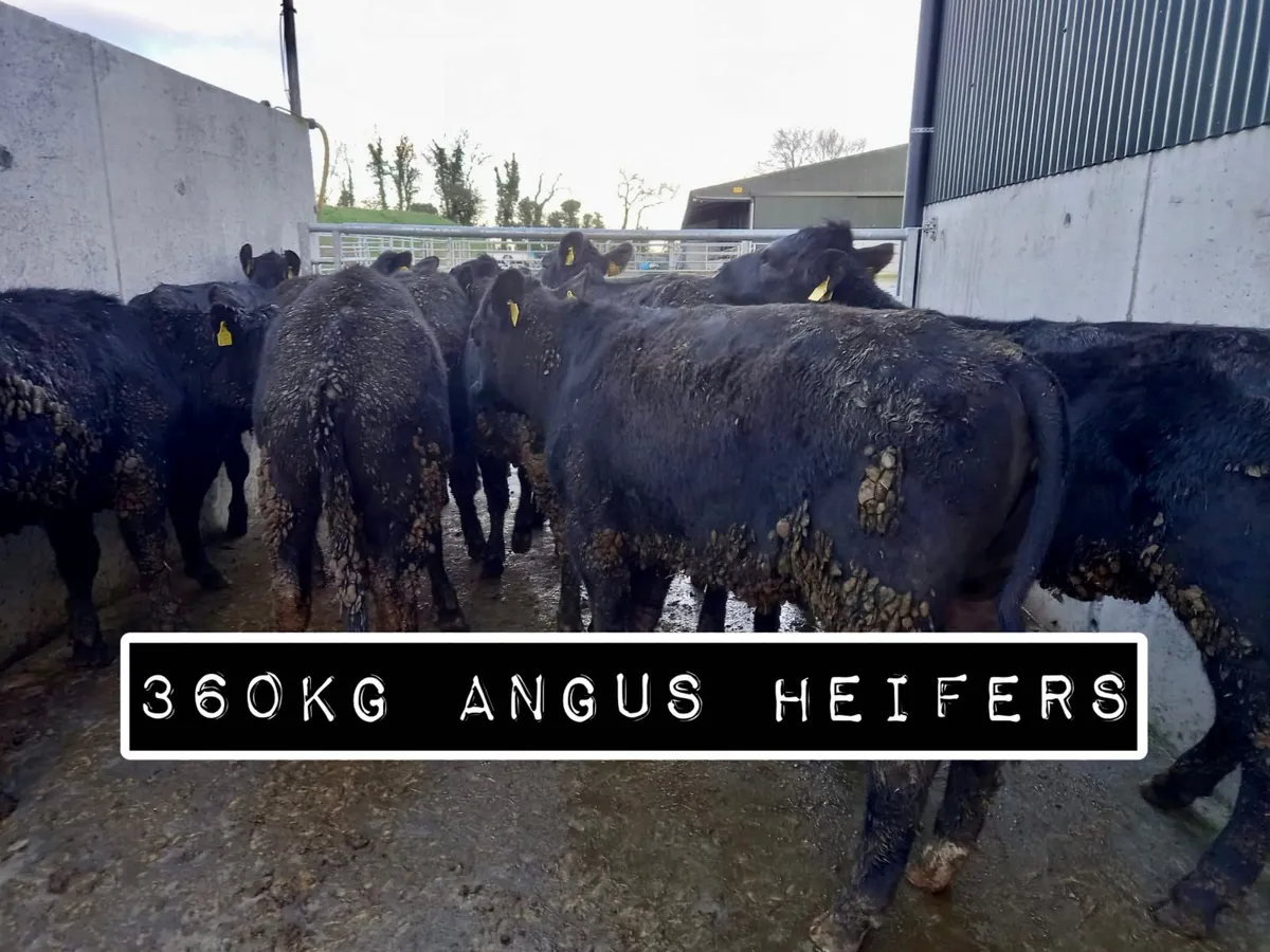 350kg Angus Heifers - Image 1