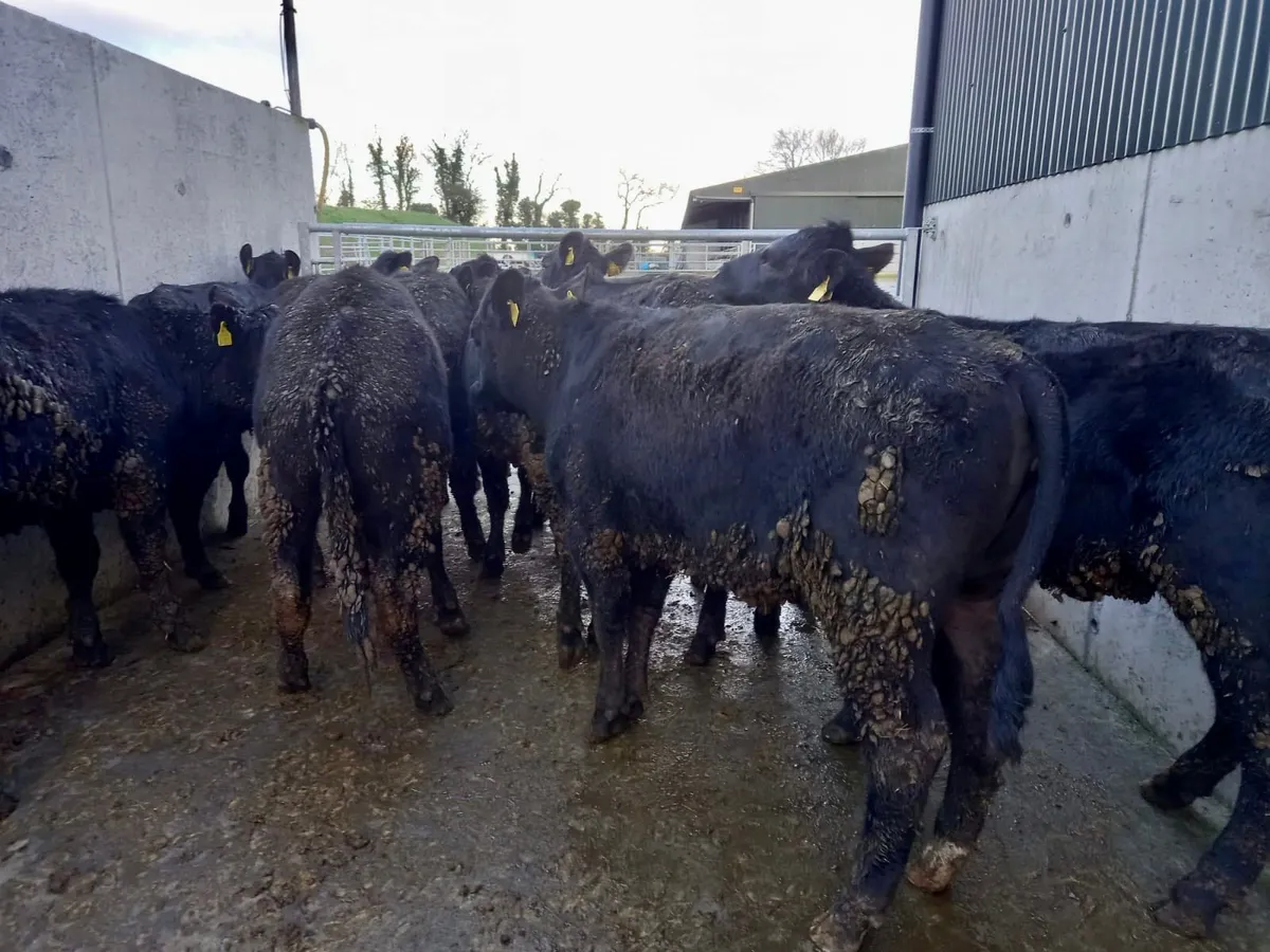 350kg Angus Heifers - Image 3