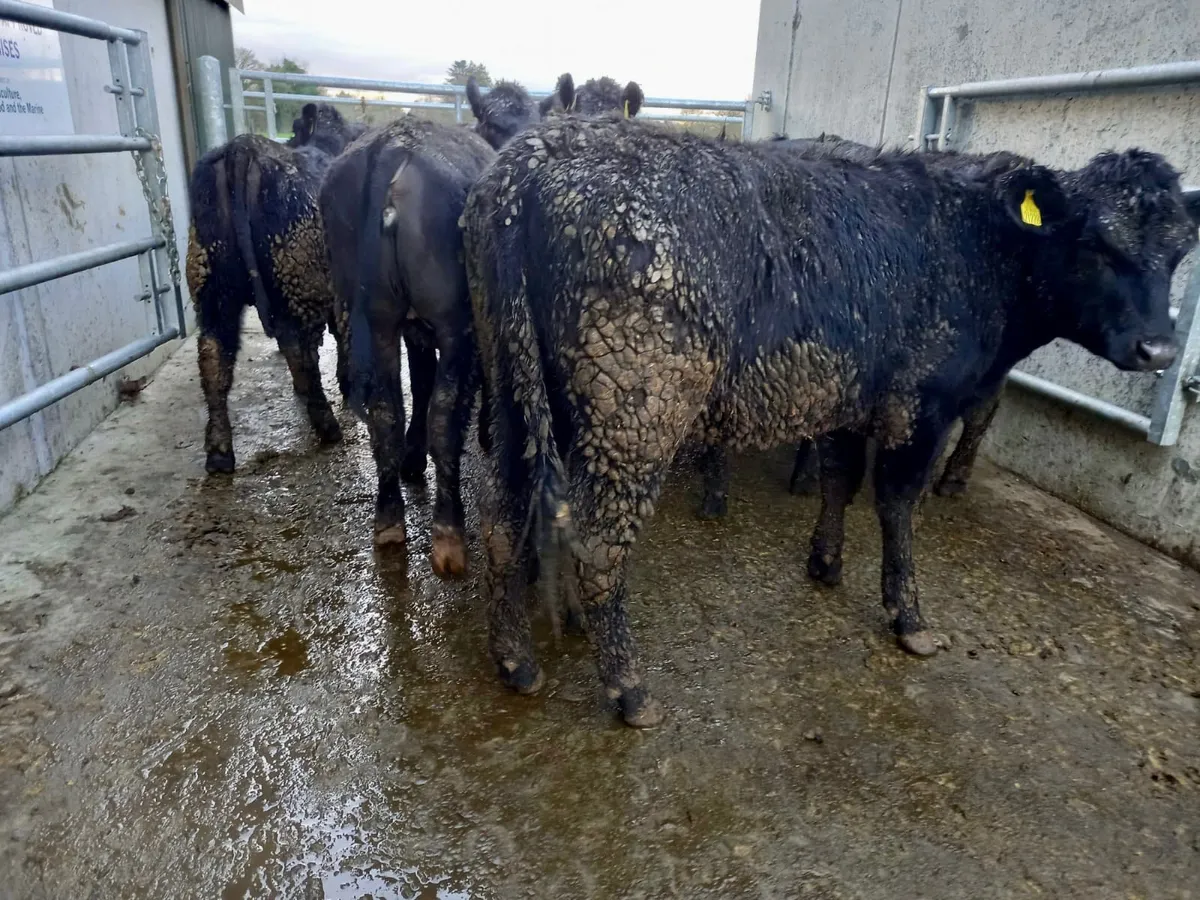 350kg Angus Heifers - Image 4