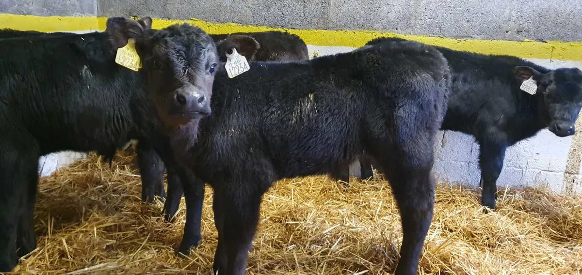 10 Super Angus Bull Calves 4 weeks old for sale in Co. Mayo for