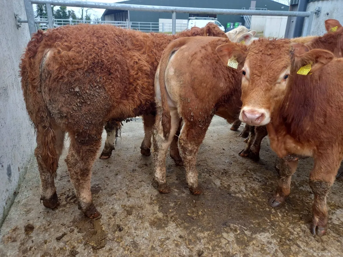 Super Bullocks - Image 1
