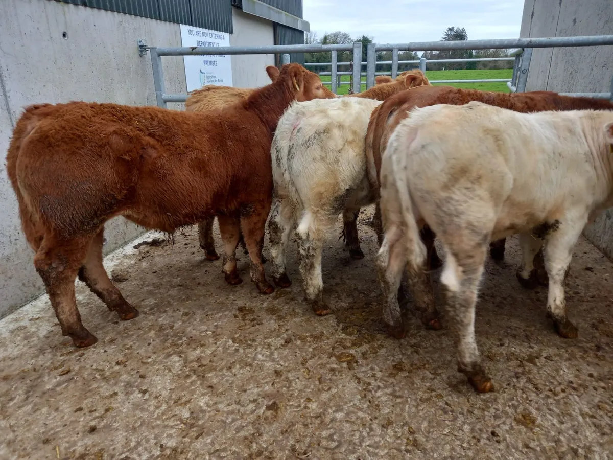 Super Bullocks - Image 2
