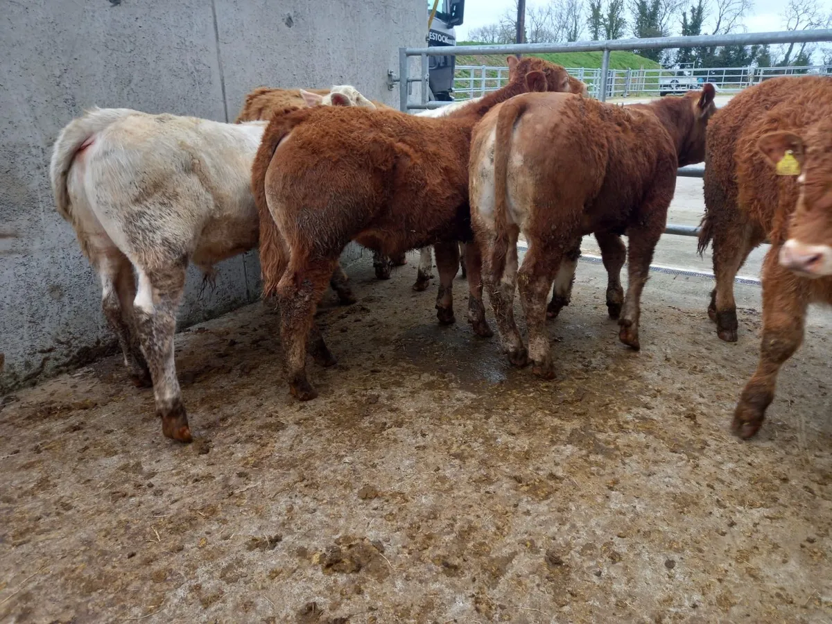 Super Bullocks - Image 3