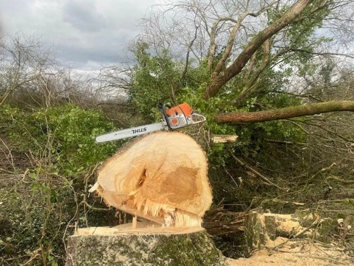 Trees Wanted - Image 3