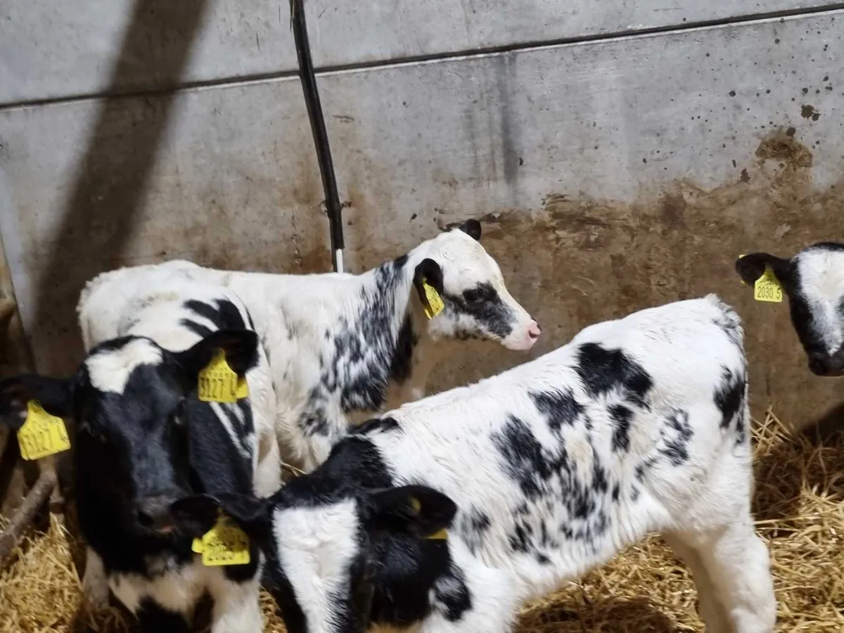 7 BB heifers calves for sale - Image 1