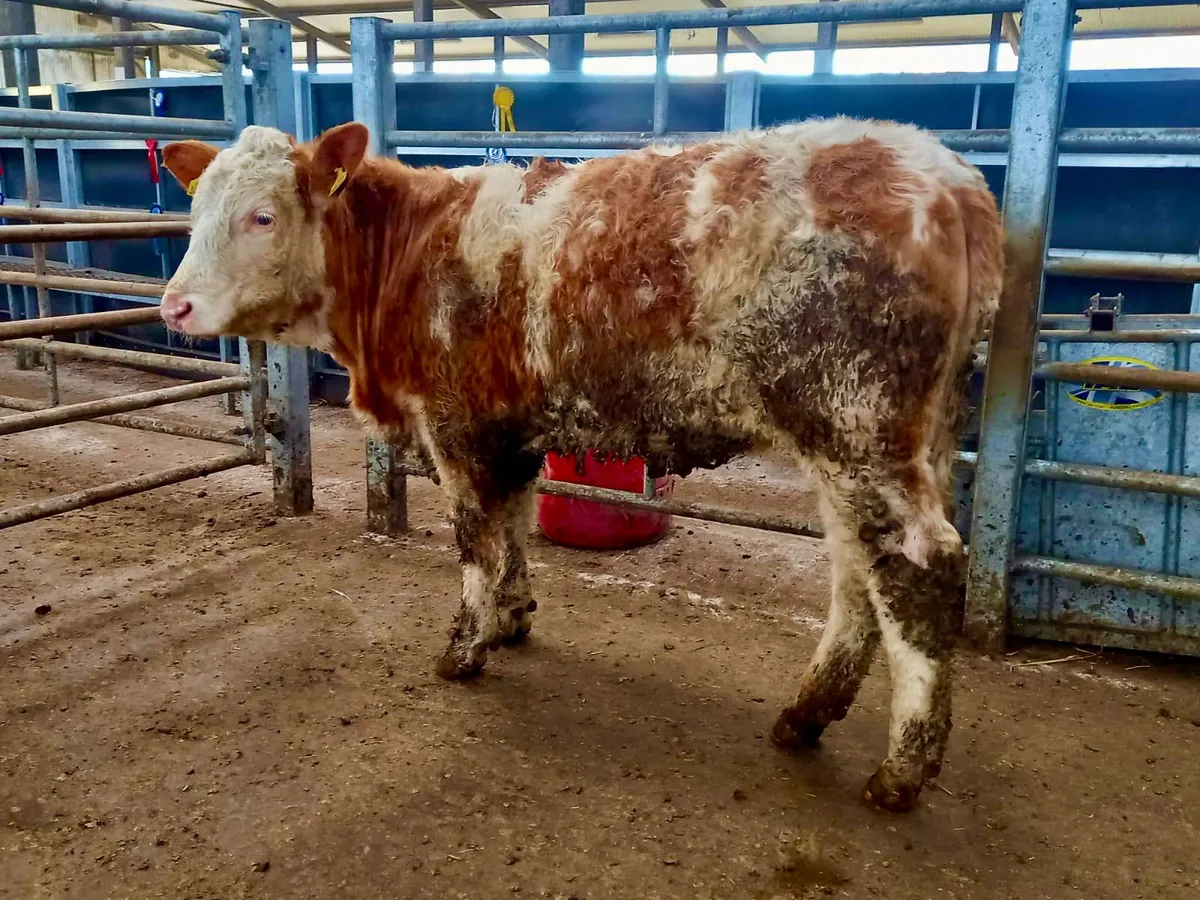 Breeding Heifer - Image 3