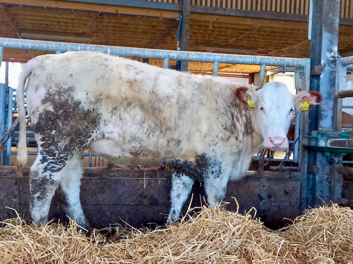 Roan Heifer - Image 1