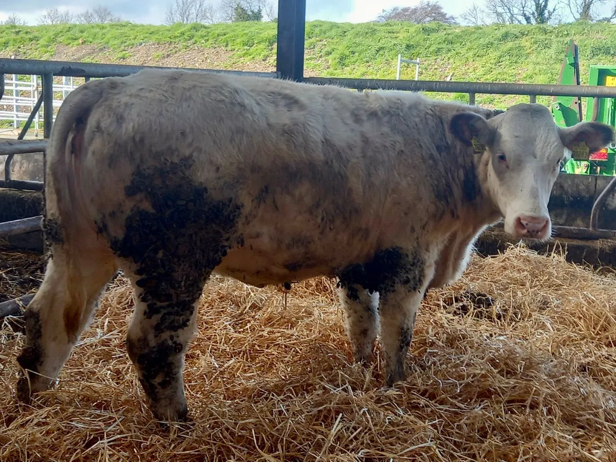 Roan Heifer - Image 3