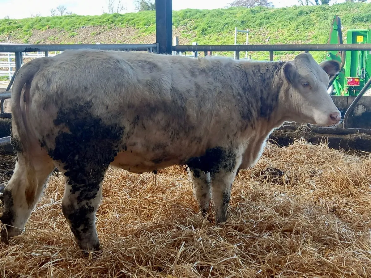 Roan Heifer - Image 4
