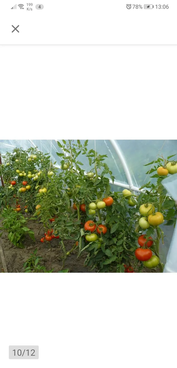 Polytunnel greenhouse garden - Image 2