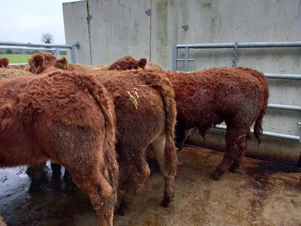 Super Bullocks - Image 1
