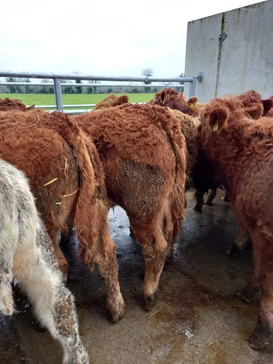 Super Bullocks - Image 2