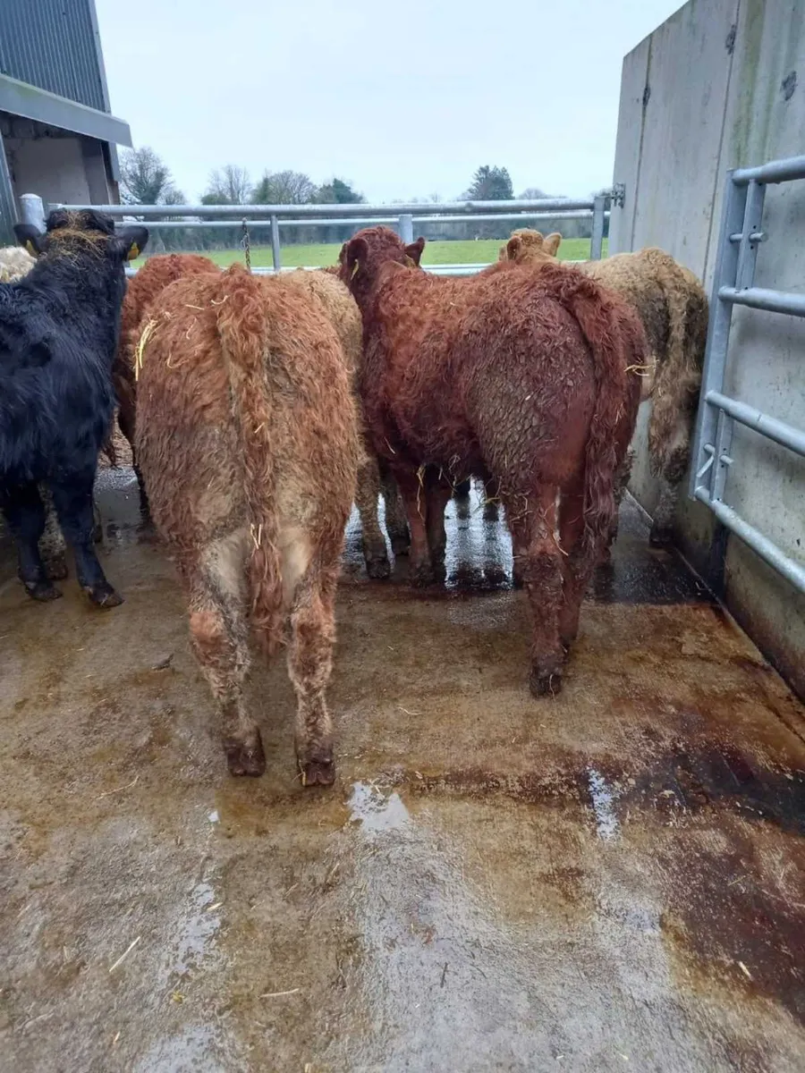 Super Bullocks - Image 3