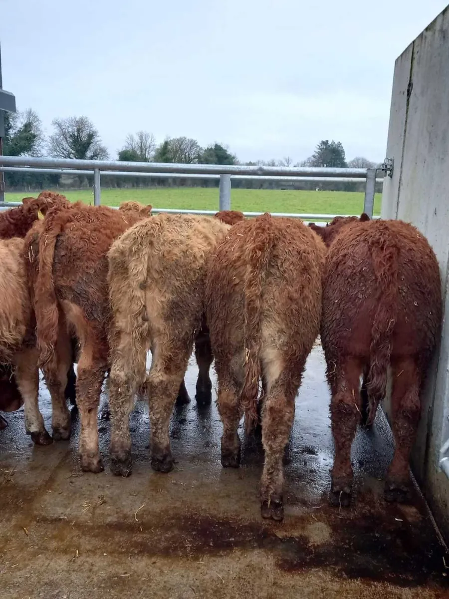 Super Bullocks - Image 4