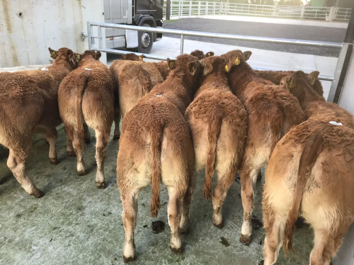 Limousin Heifers