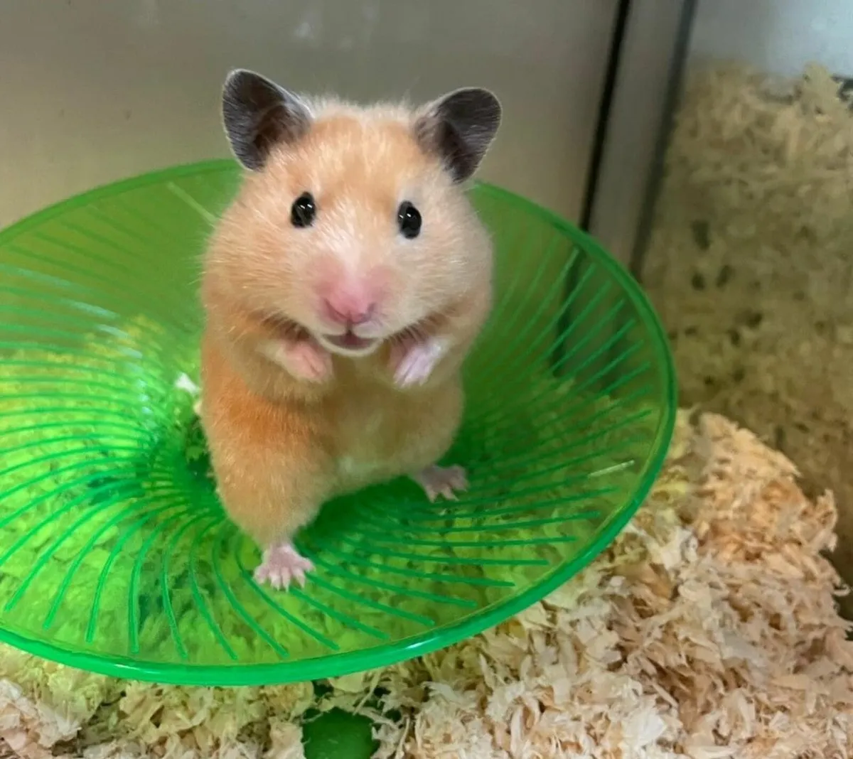 SYRIAN HAMSTER KIT! - including Syrian Hamster