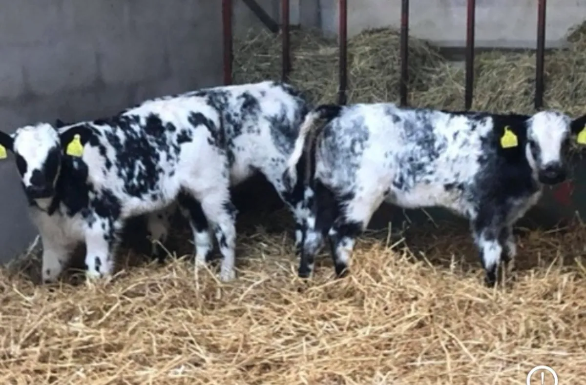 Fresh Calves Tuesday Morning in MOUNTBELLEW for sale in Co. for €150 on DoneDeal