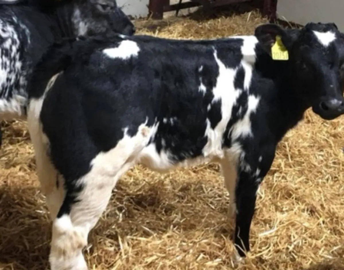 Fresh Calves Tuesday Morning in MOUNTBELLEW for sale in Co. for €150 on DoneDeal