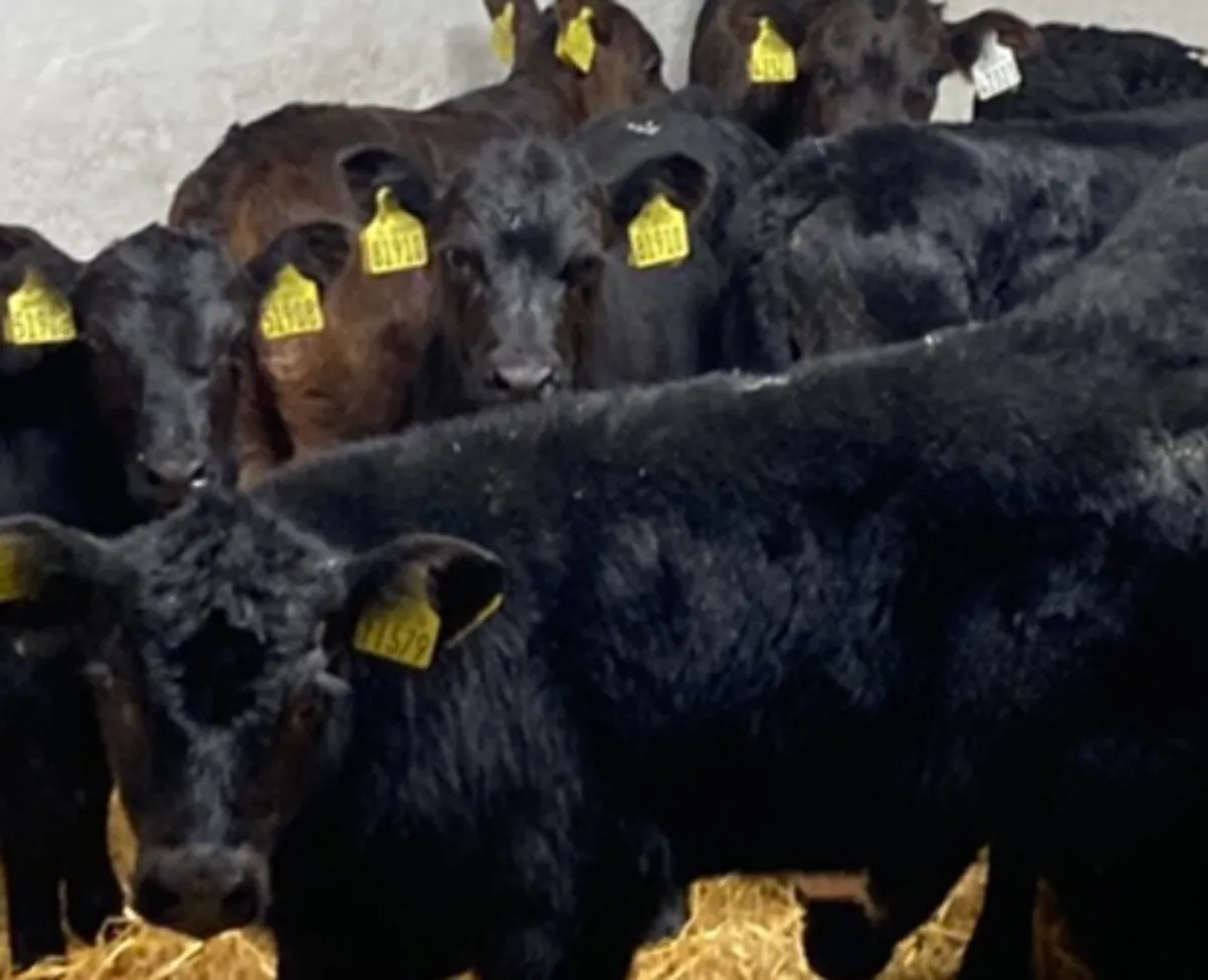 Fresh Calves Tuesday Morning in MOUNTBELLEW for sale in Co. for €150 on DoneDeal