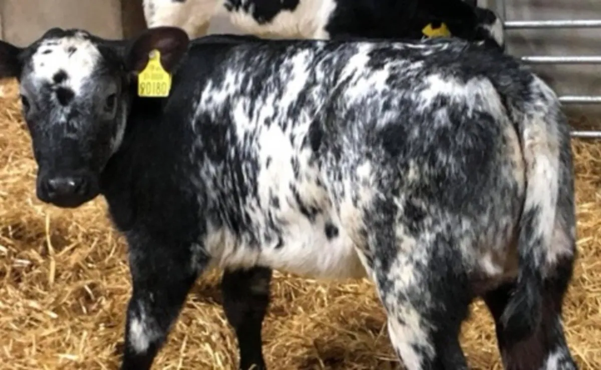 Fresh Calves Tuesday Morning in MOUNTBELLEW for sale in Co. for €150 on DoneDeal