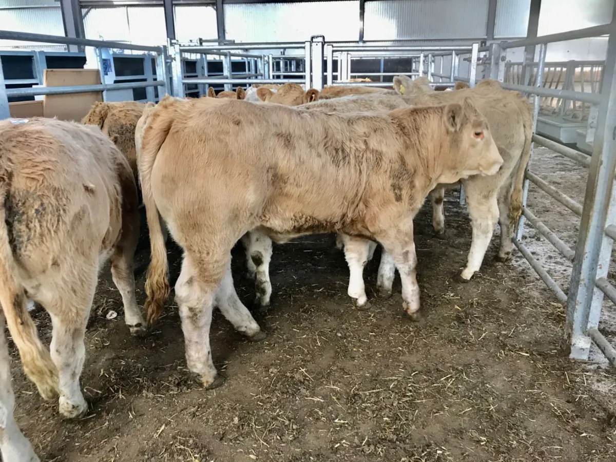 Loads of Milk - Image 3