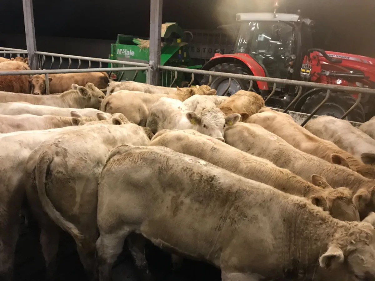 Loads of Milk - Image 4