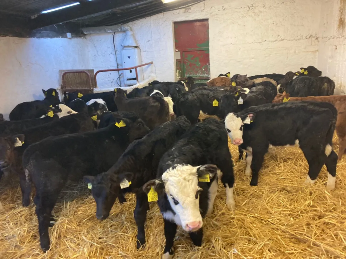 CALVES FOR SALE for sale in Co. Tipperary for €250 on DoneDeal