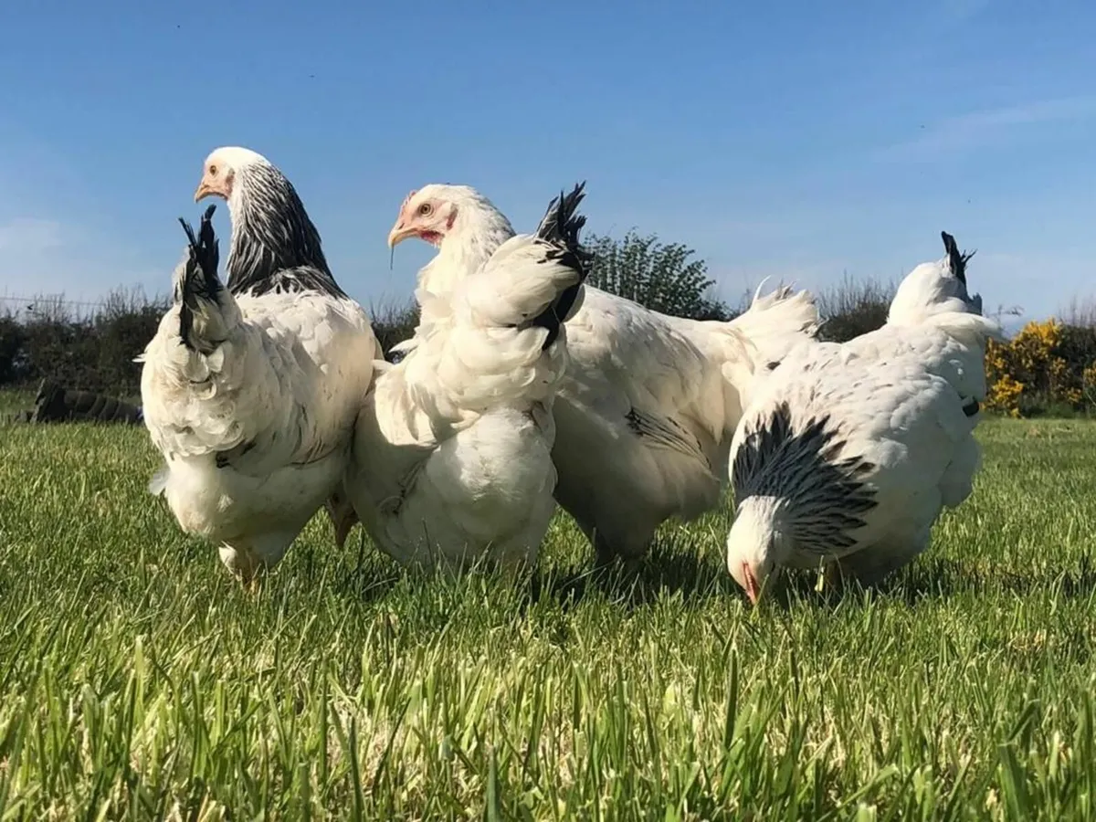 Chickens for Sale (Multiple Breeds Available) for sale in Co. Meath