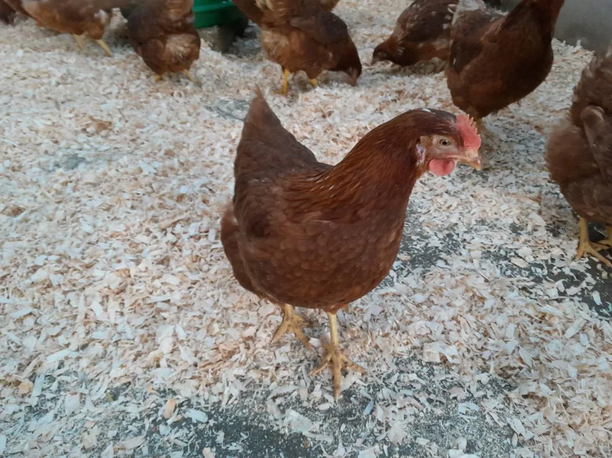 Pullets , - Image 2