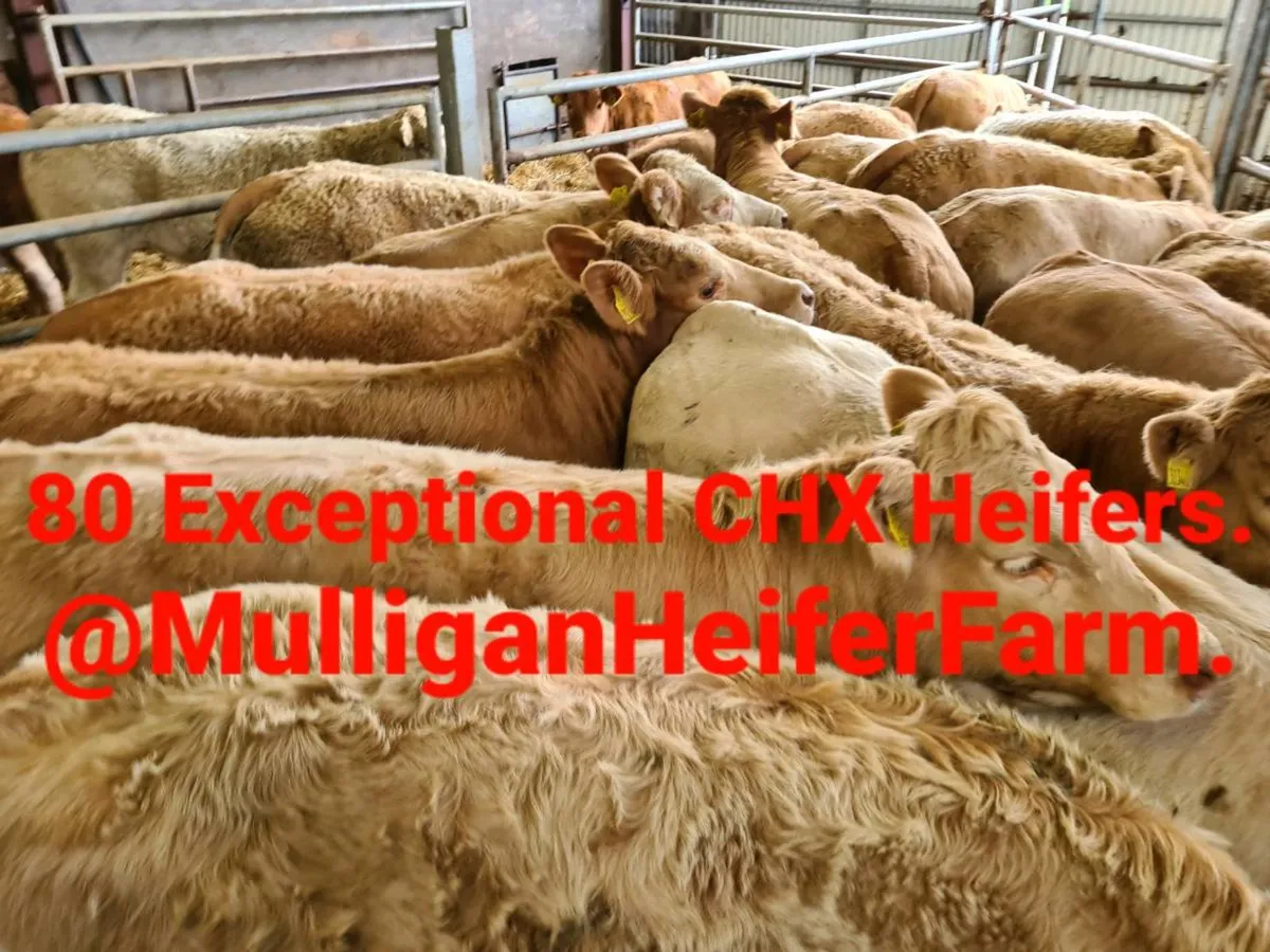 **150 SUPER HEIFERS*** - Image 4